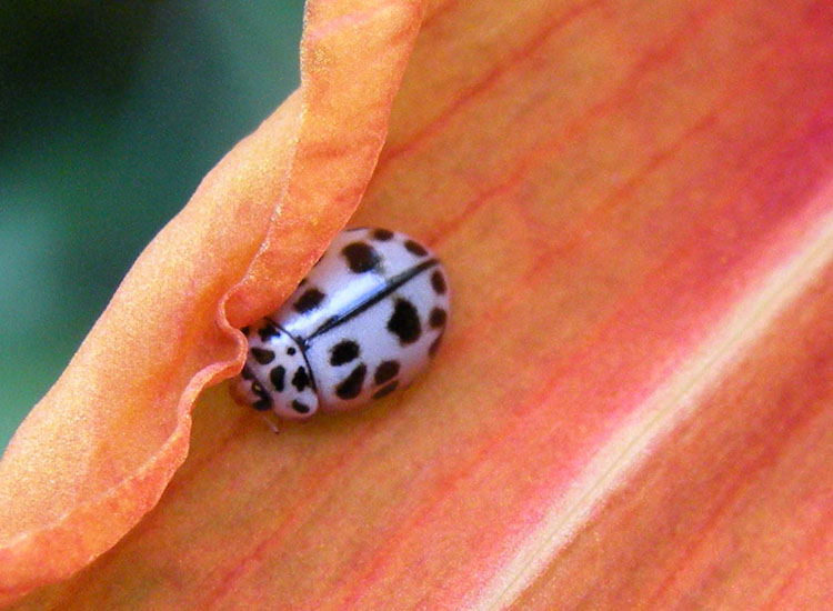 Oenopia conglobata: confermate?